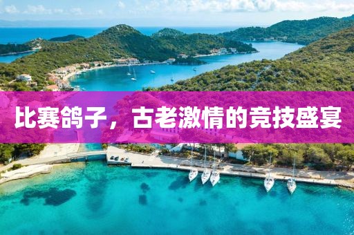 比赛鸽子，古老激情的竞技盛宴