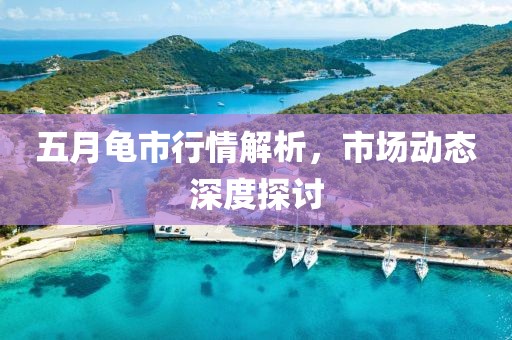 五月龟市行情解析，市场动态深度探讨