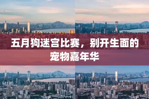 五月狗迷宫比赛，别开生面的宠物嘉年华