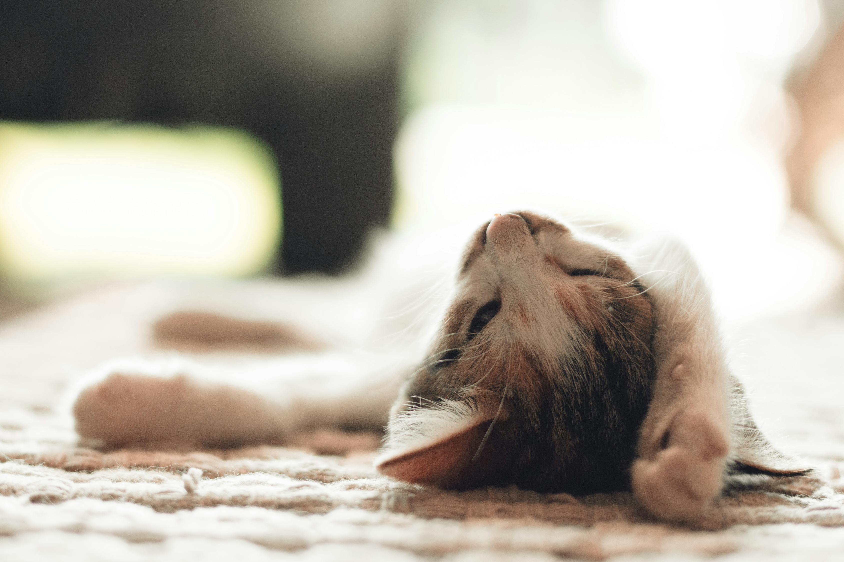最新猫与老鼠