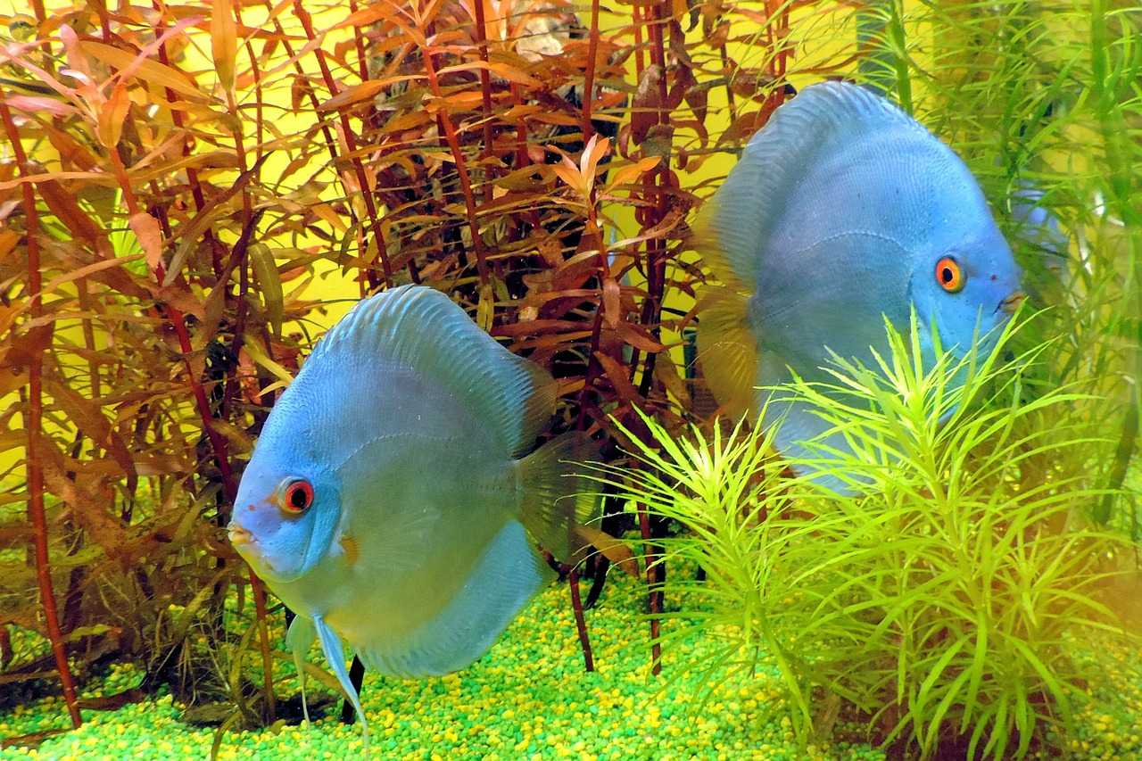 海底涝玩具最新