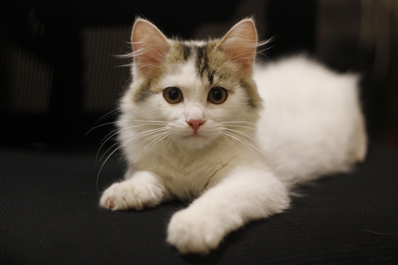 猫最新的品种