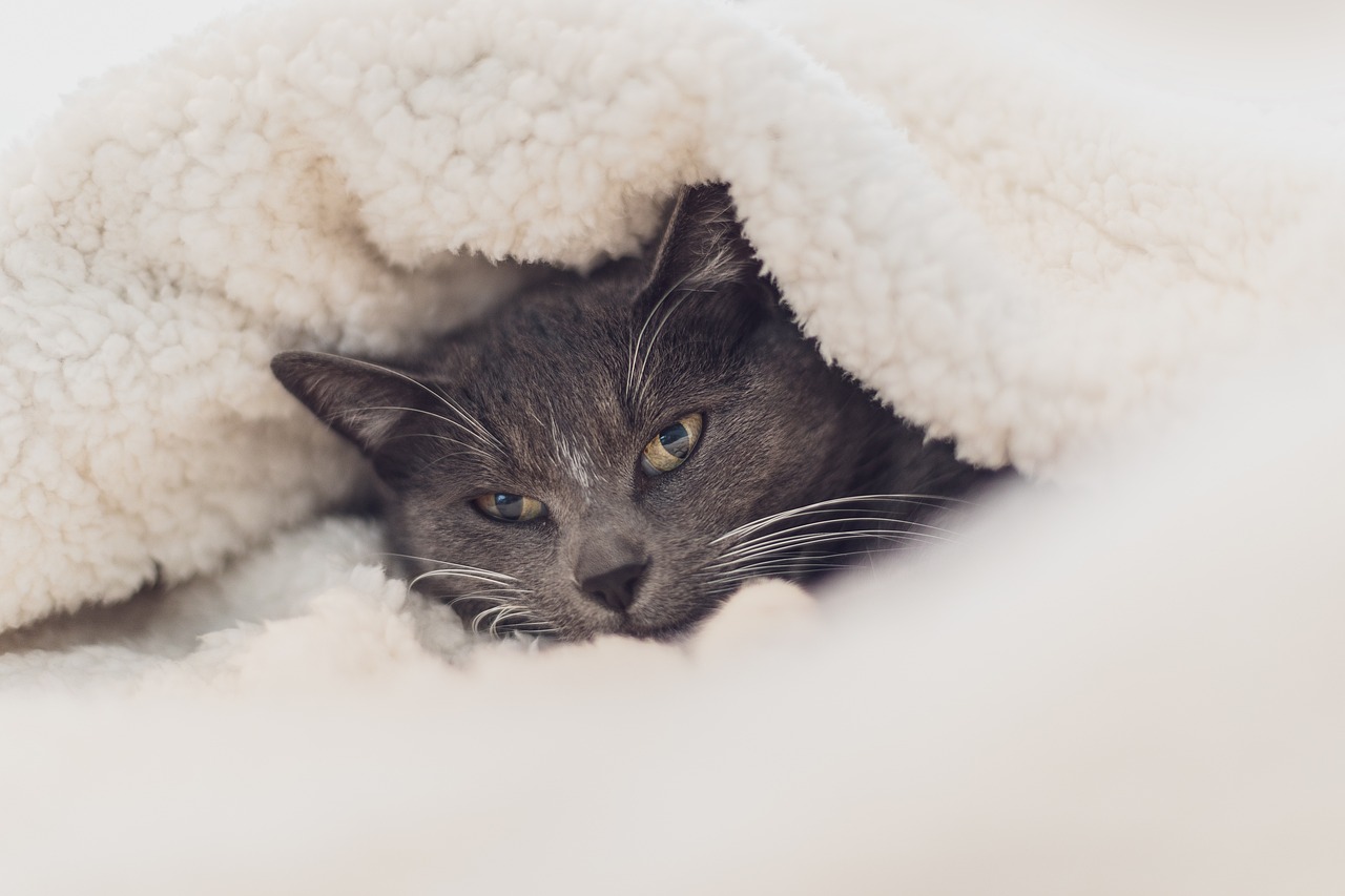 最新猫热门视频