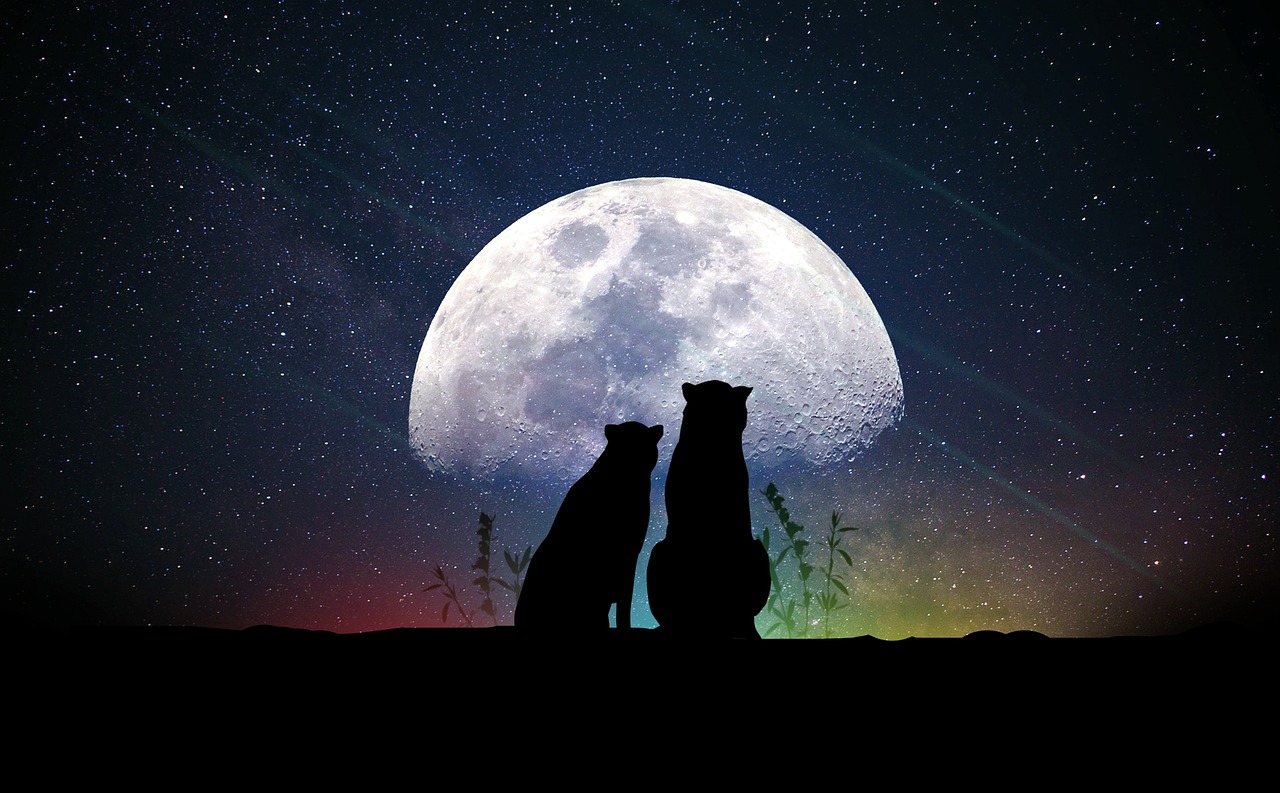 马斯克最新恋情揭秘，科技与情感交织的未来之星探索