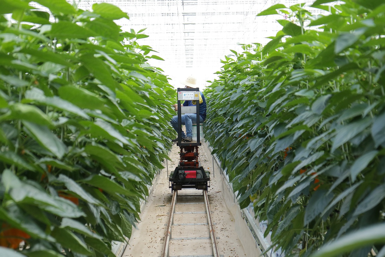 最新辣椒种植技术及其产业影响深度研究