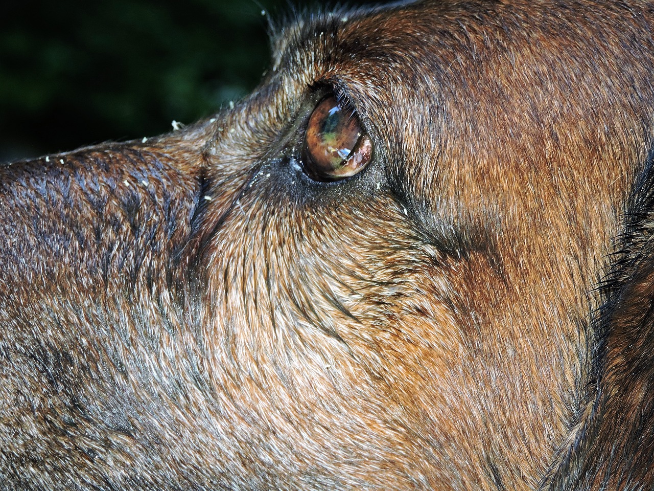 最新凉山猎犬打猎视频，展现自然狩猎的魅力与独特风采